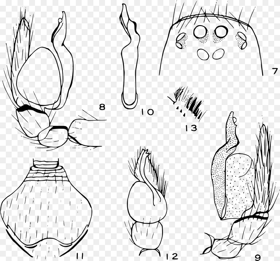 File Otiothops Diagnostic Drawings, Gray Png