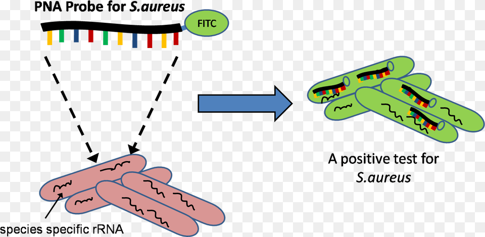 File Pna Fish Pna Fish Png Image