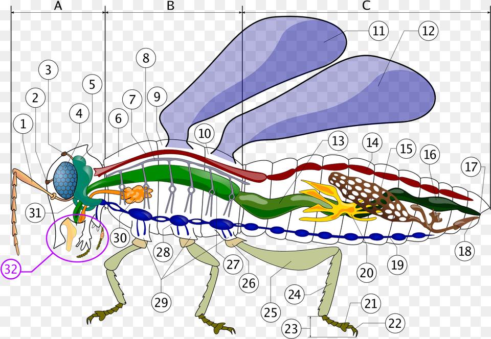 File Robal Insect Circulatory System, Animal, Baby, Person Free Png