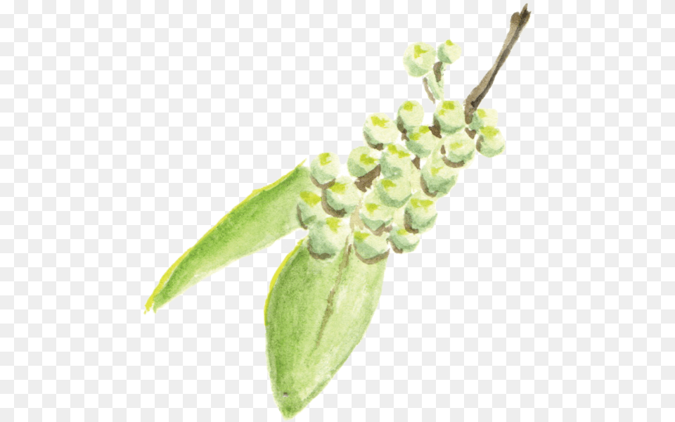 File Sichuanpepper Orchid, Bud, Flower, Grass, Leaf Free Png