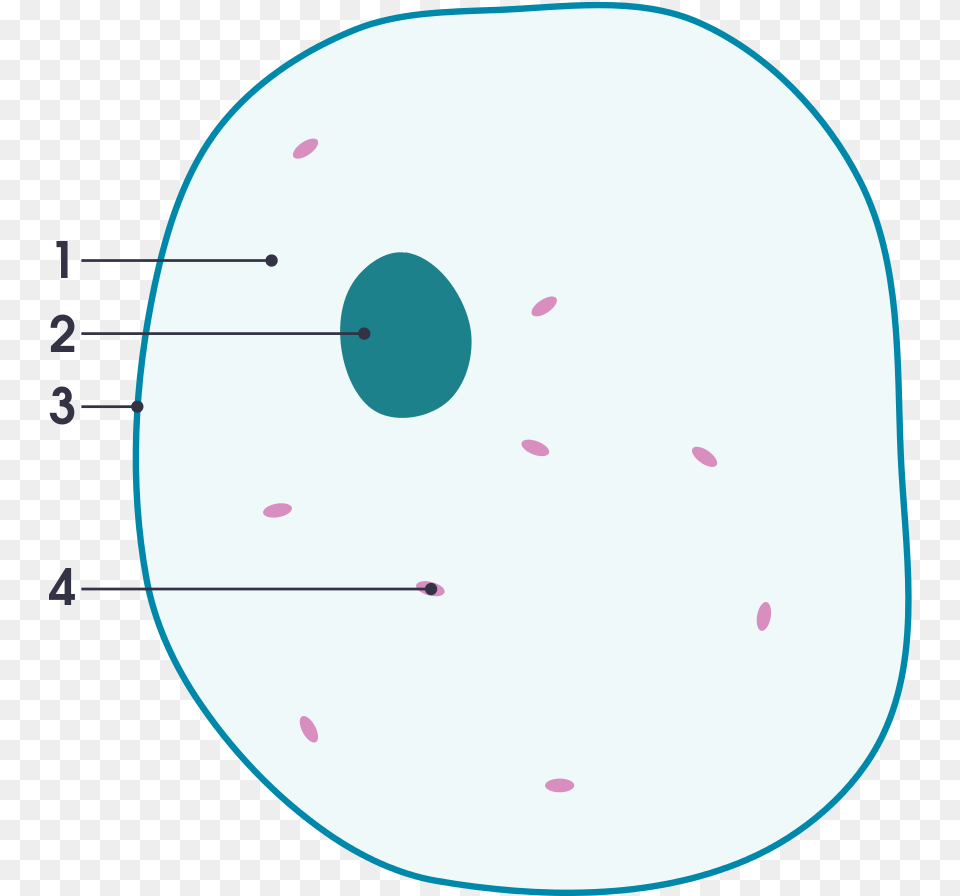 File Simple Diagram Of Animal Cell Numbers Svg Simple, Disk Png Image