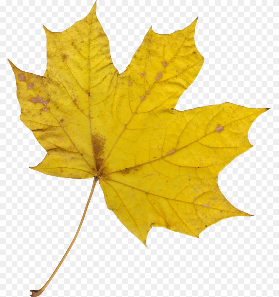 File Size Laurier Leaf, Plant, Tree, Maple Leaf, Maple Free Png