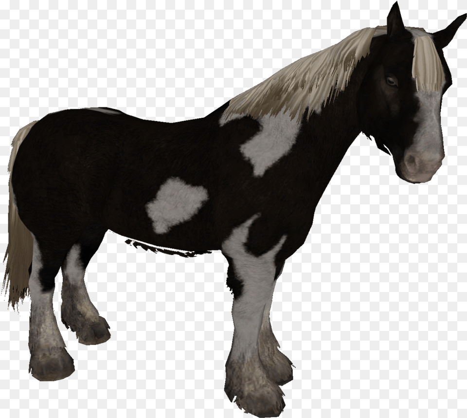 File Size Skyrim Horse Types, Animal, Colt Horse, Mammal, Stallion Free Png