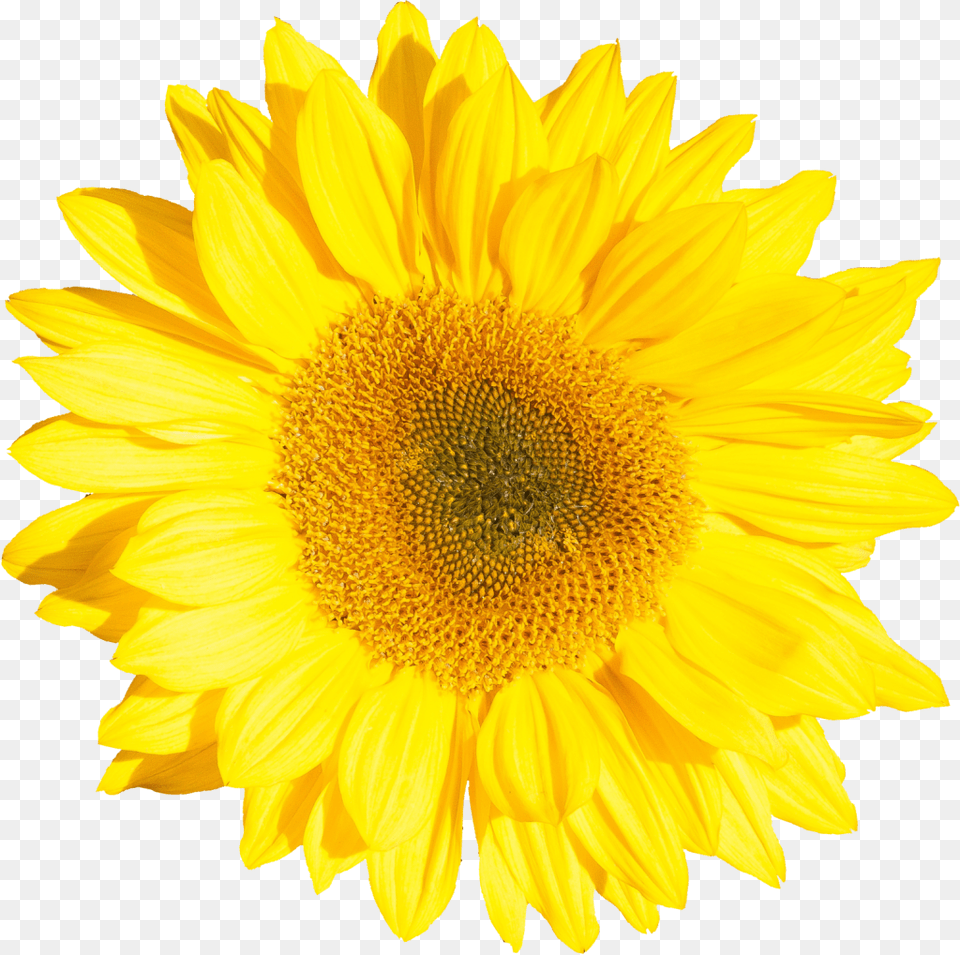 File Size Sunflower Single, Flower, Plant, Daisy Png