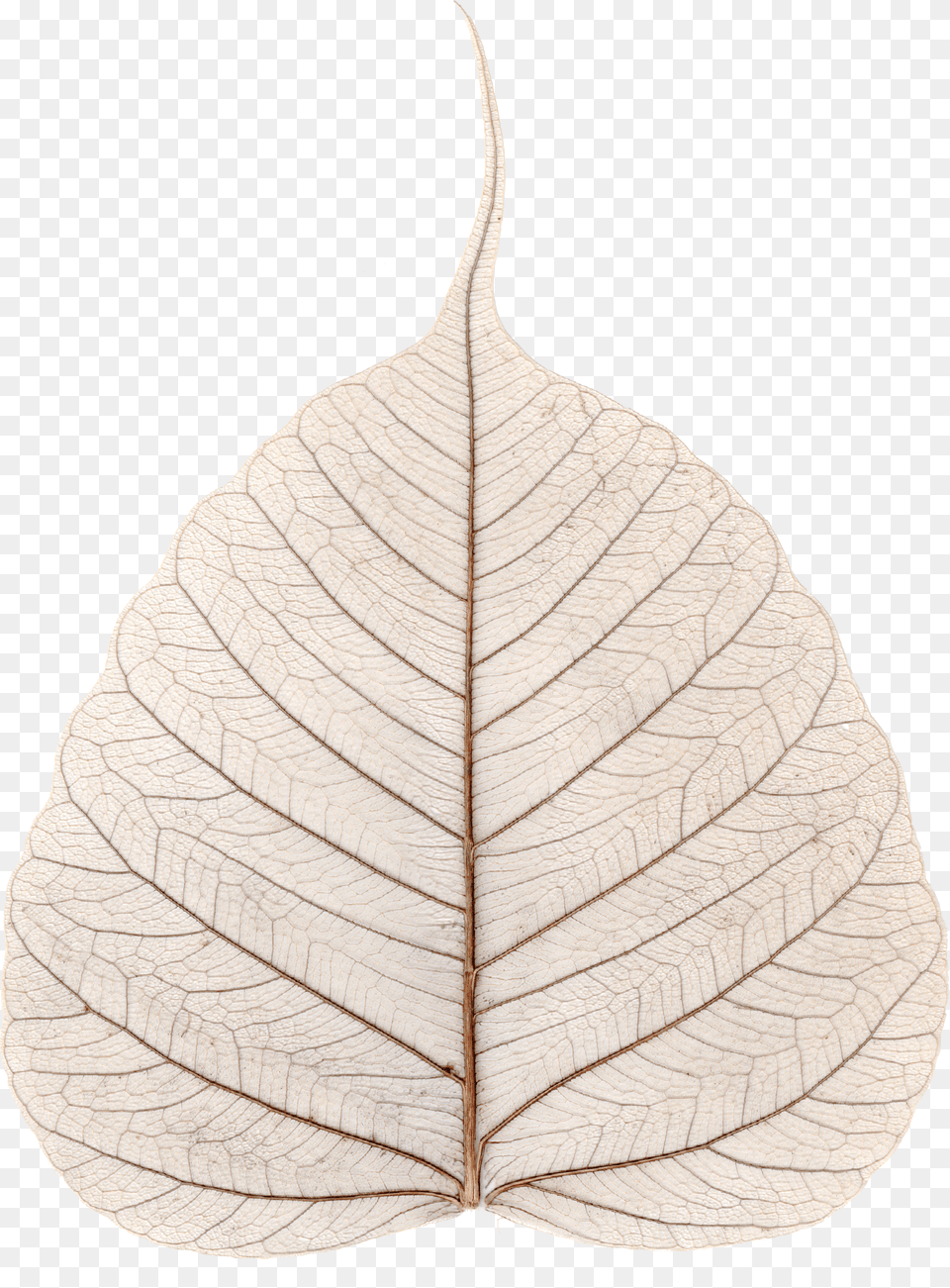 File Skeletonized Leaf Ficus Religiosa Kolkata Png