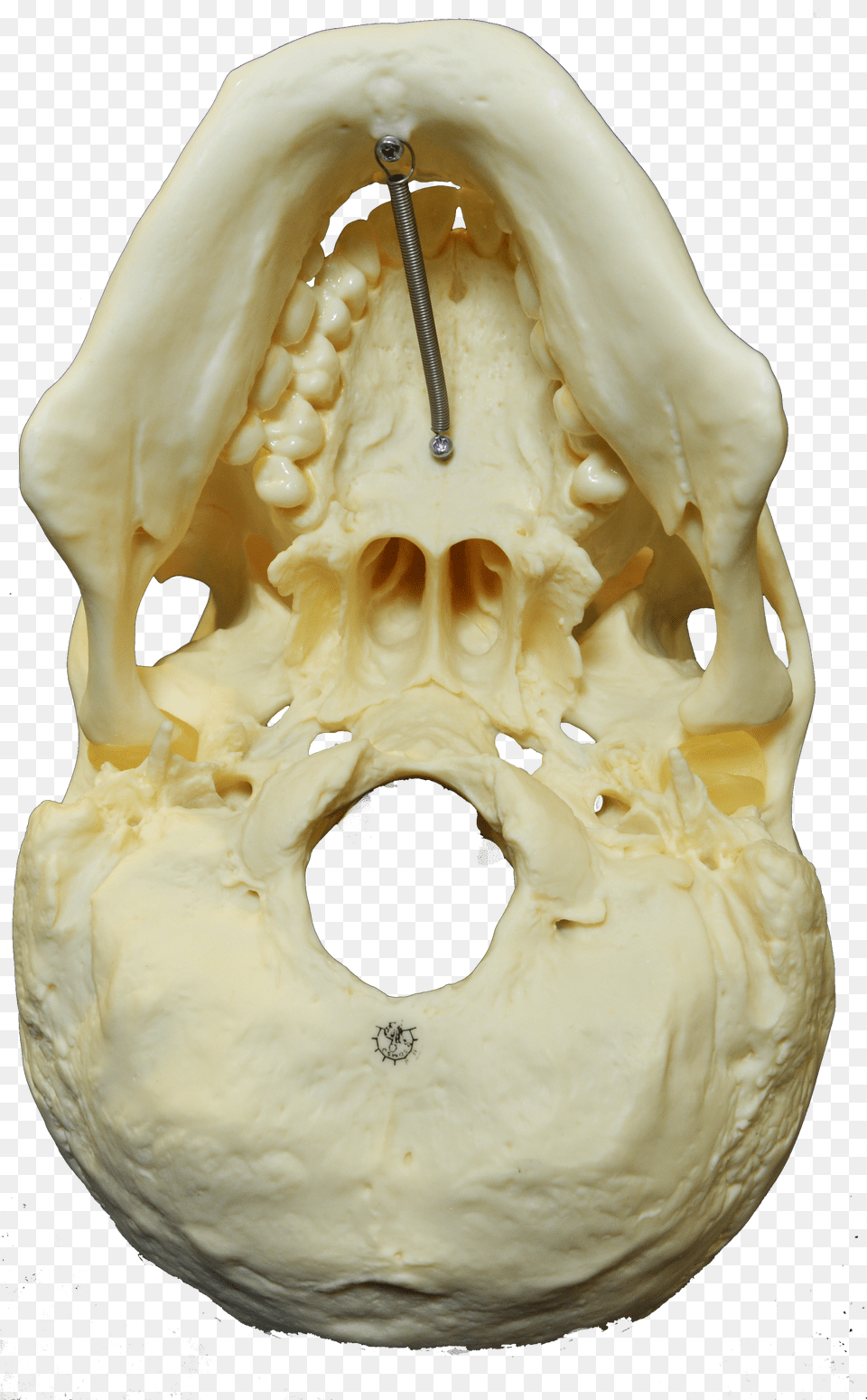 File Skull Inferior Skull Png Image
