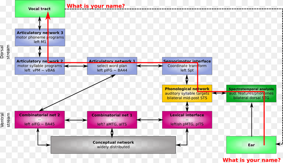 File T16 Dorsalrepetition Hickok And Poeppel Dual Stream Model, Diagram, Uml Diagram Png Image