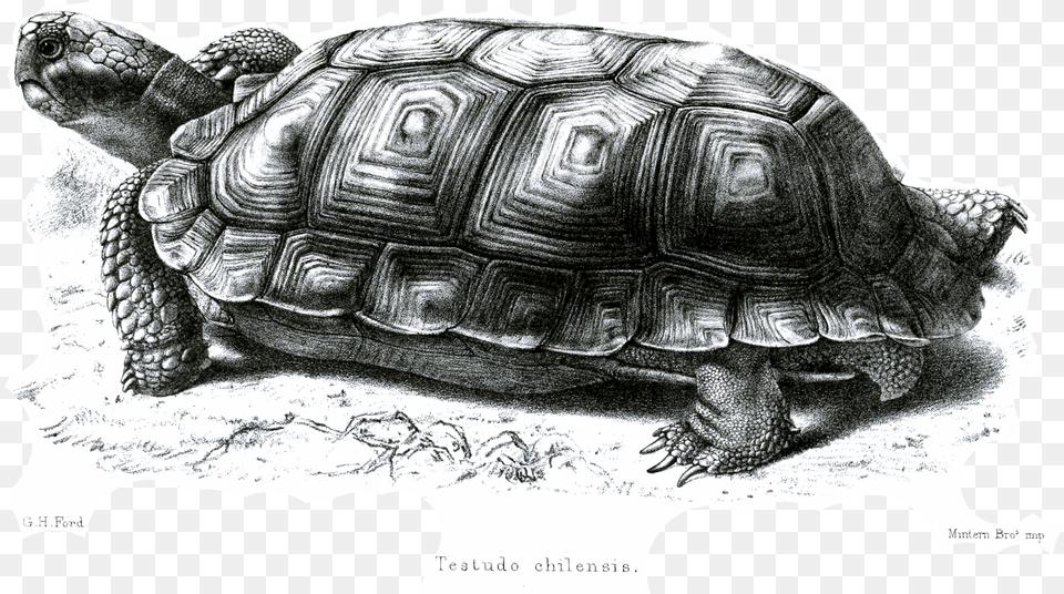 File Testudochilensisford Chaco Tortoise, Animal, Reptile, Sea Life, Turtle Png