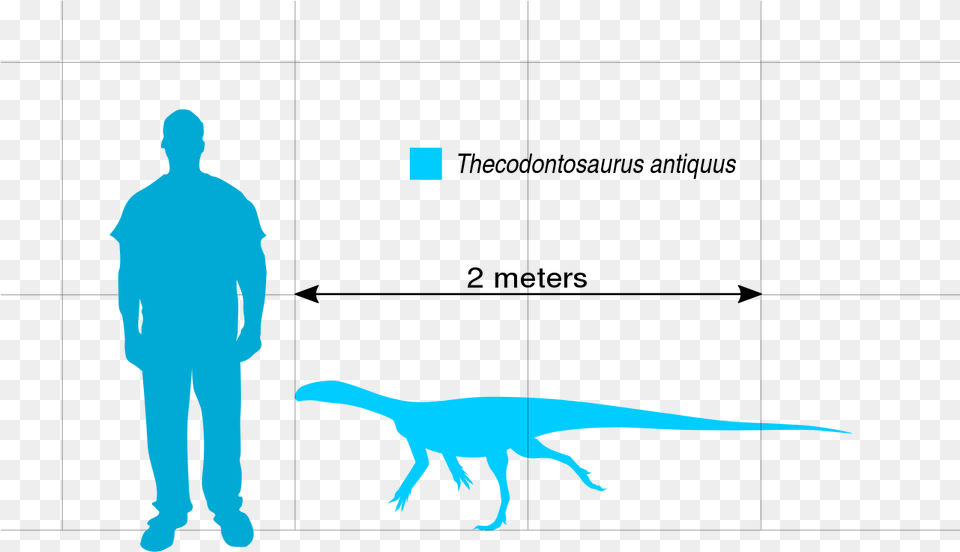 File Thecodontosaurus Scale Svg Outline Of A Person, Adult, Male, Man, Animal Free Png Download