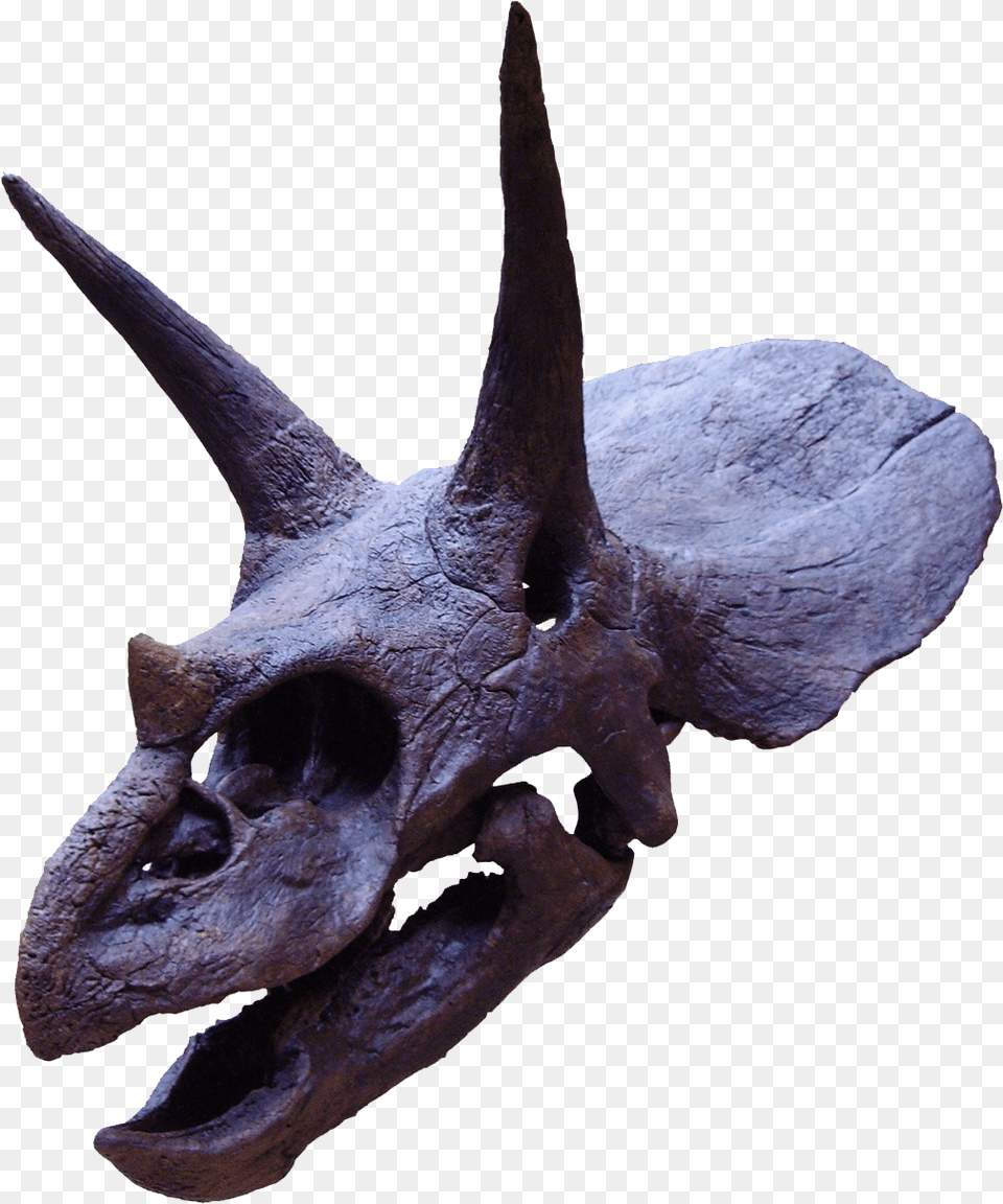 File Triceratops2 Triceratops Horns, Animal, Dinosaur, Reptile Png