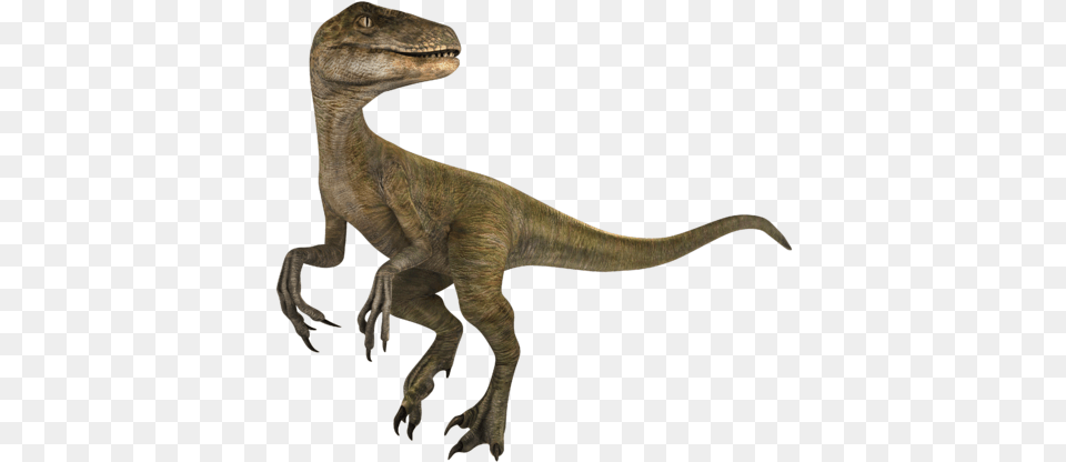 File Velociraptor Wiki, Animal, Dinosaur, Reptile, T-rex Png Image