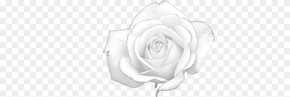 File White Rose Best Gift Flower Hoodiet Shirtmug Blacknavypinkwhite, Plant, Petal Free Png