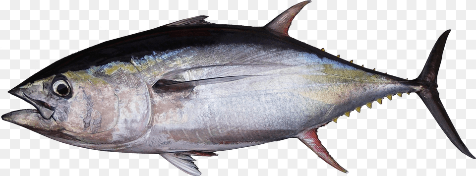 File Yellowfin Transp Tuna Tuna, Animal, Bonito, Fish, Sea Life Png