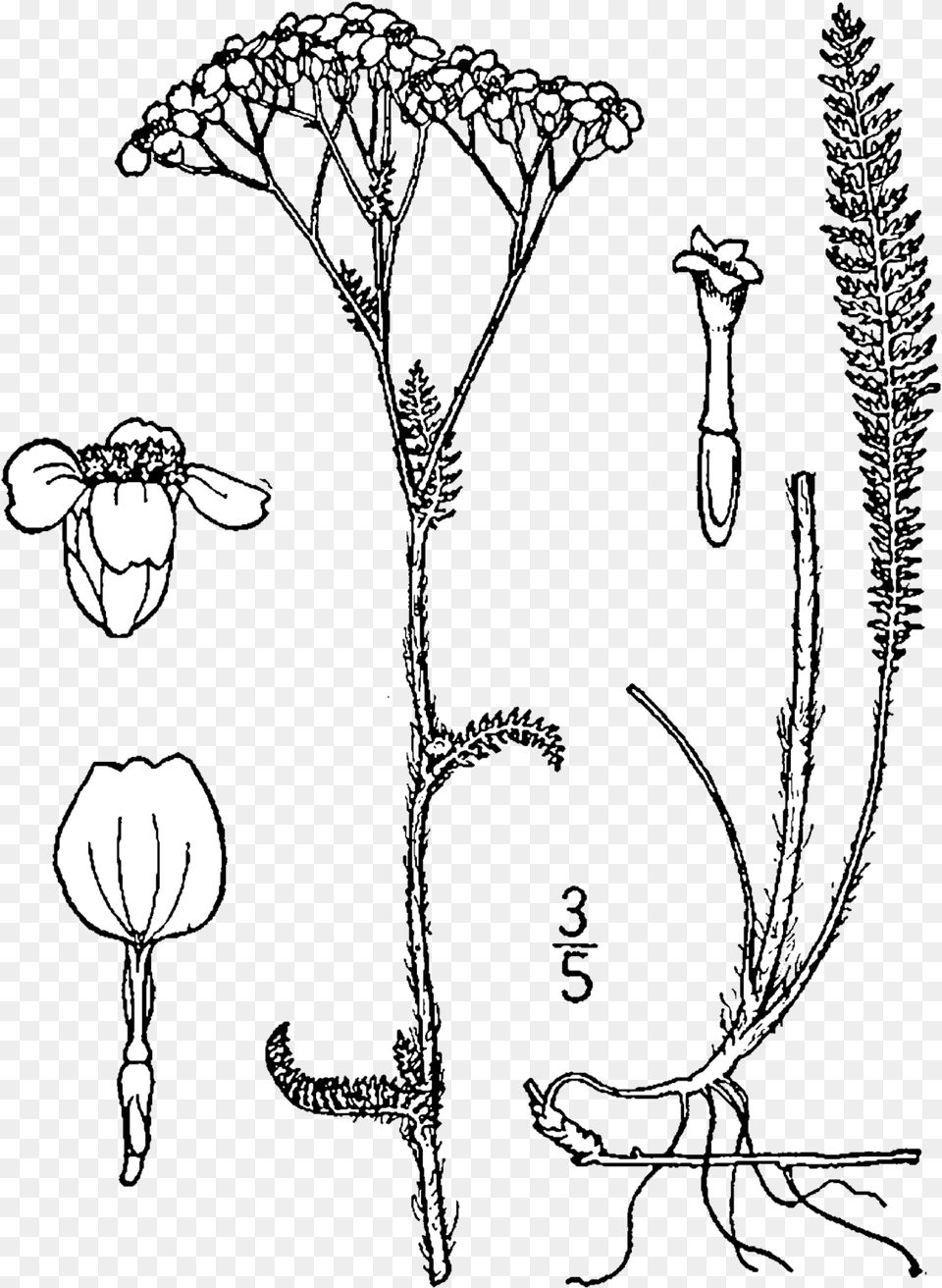 Fileachillea Millefolium Occidentalis Drawingpng Plant Stems Botanical Illustration, Art, Drawing, Flower Free Png