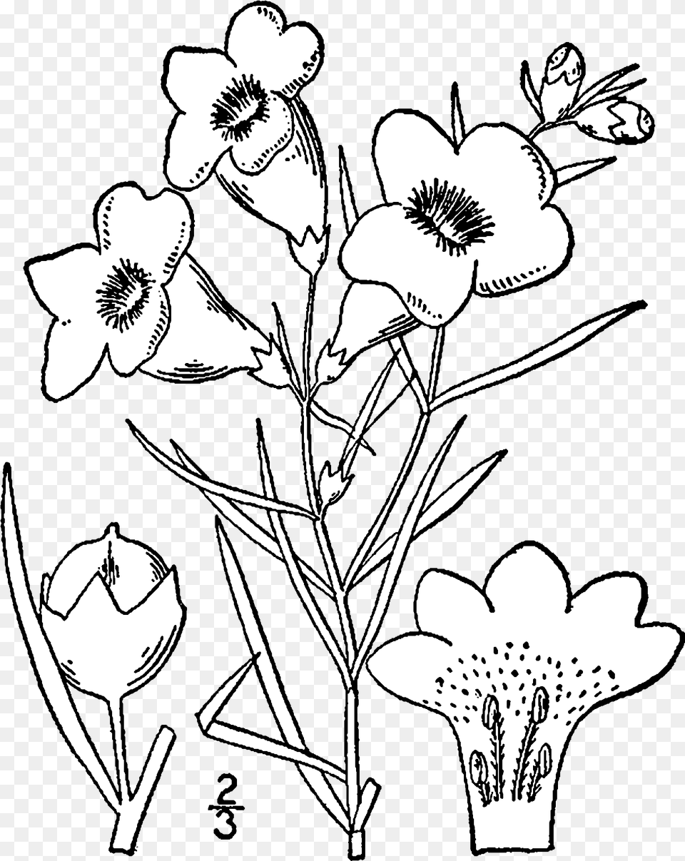 Fileagalinis Purpurea Drawingpng Wikimedia Commons Drawing, Art, Flower, Plant, Wedding Free Transparent Png