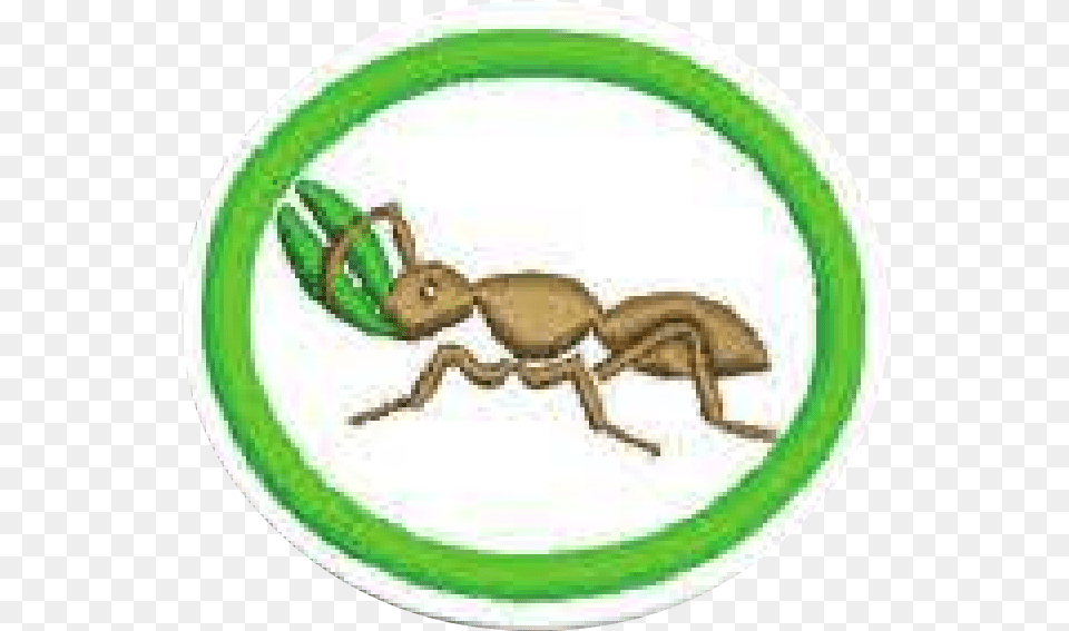 Fileantspng Pathfinder Wiki Ant, Animal, Insect, Invertebrate Png Image