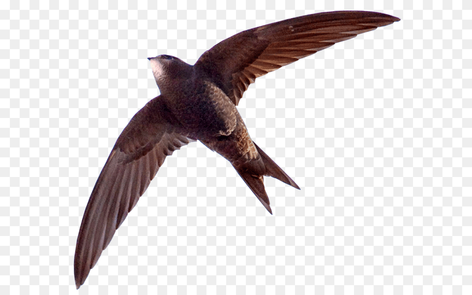 Fileapus Apus Flying Transparent Backgroundpng Swift Bird In Hindi, Animal, Swallow Free Png
