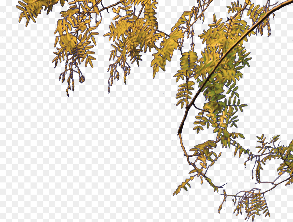 Filearc Triomphe Treepng Wikimedia Commons Part Of Tree File, Leaf, Plant, Fern, Conifer Free Png
