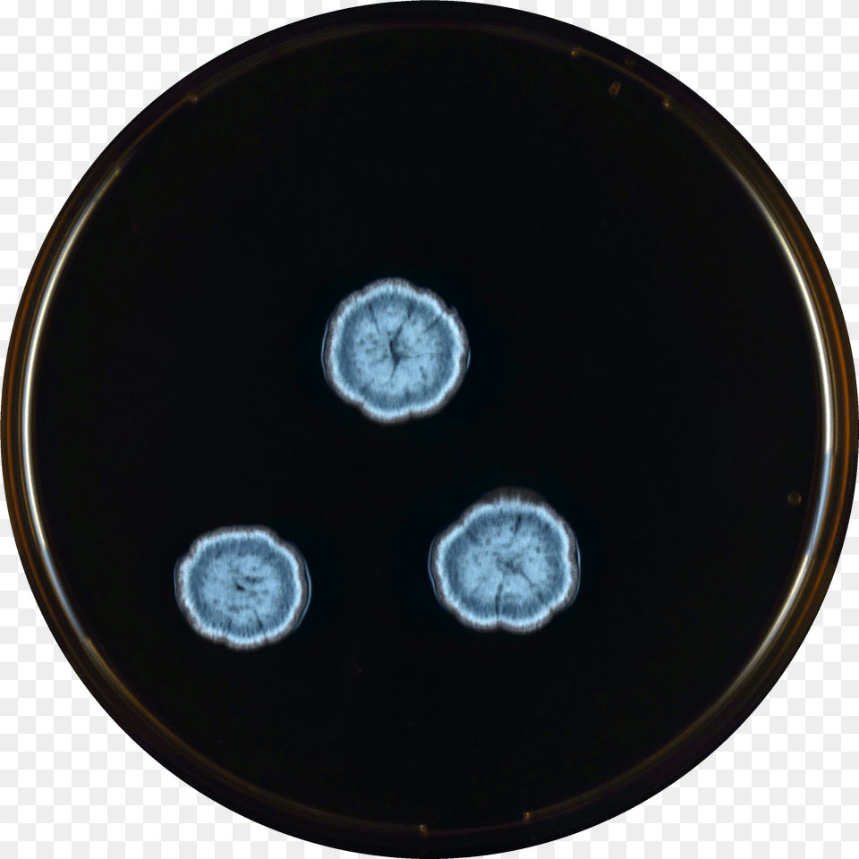 Fileaspergillus Montevidensis Meaoxpng Wikimedia Commons Circle, Ct Scan, Fungus, Plant Png