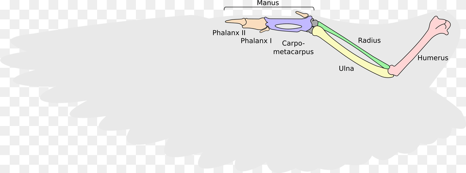 Filebird Wing Skeleton Passeriformis With Outline Diagram, Animal, Fish, Sea Life, Shark Png