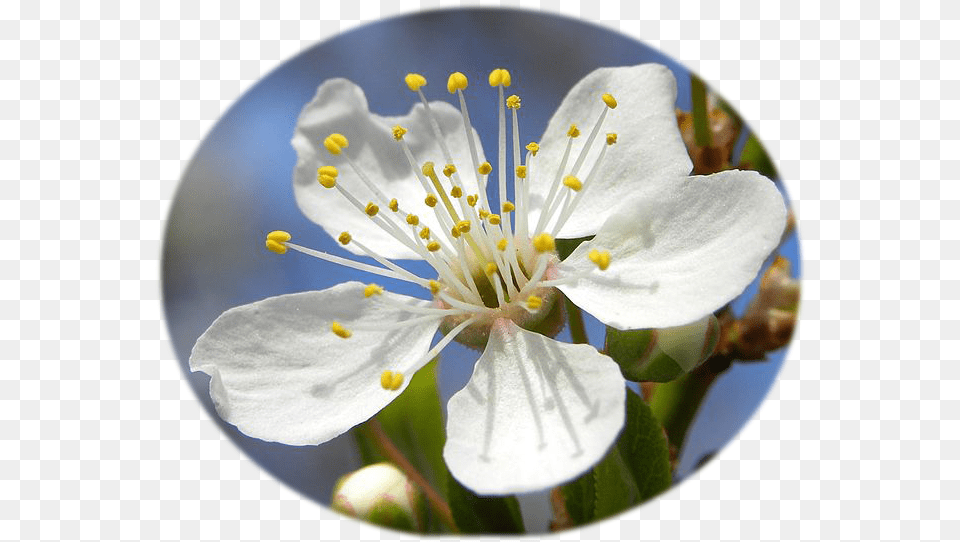 Fileblossom Of Mirabelle Plum Cropped Transparentpng Mirabelle Plum Flower, Petal, Photography, Plant, Pollen Png Image