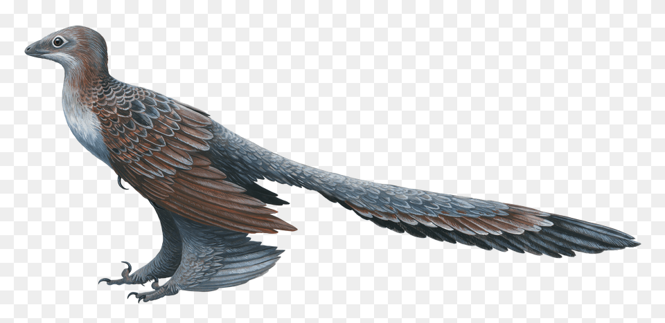 Filechangyuraptorpng Wikipedia Micro Raptor Free Png