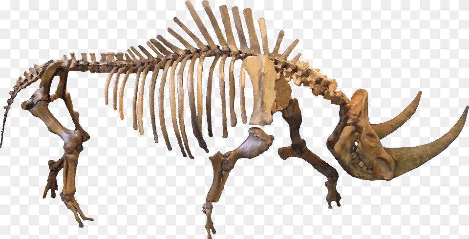 Filecoelodonta Cleanpng Wikipedia Rhinoceros, Animal, Dinosaur, Reptile Free Png