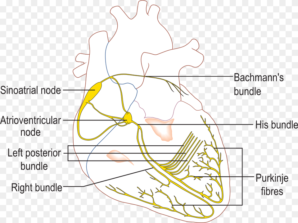 Fileconductionsystemoftheheartpng Wikipedia Conduction System Of The Heart, Animal, Clam, Food, Invertebrate Png