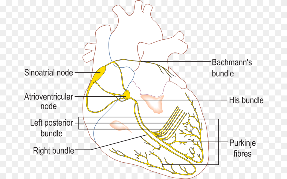 Fileconductionsystemoftheheartpng Wikipedia Conduction System Of The Heart, Animal, Clam, Food, Invertebrate Png