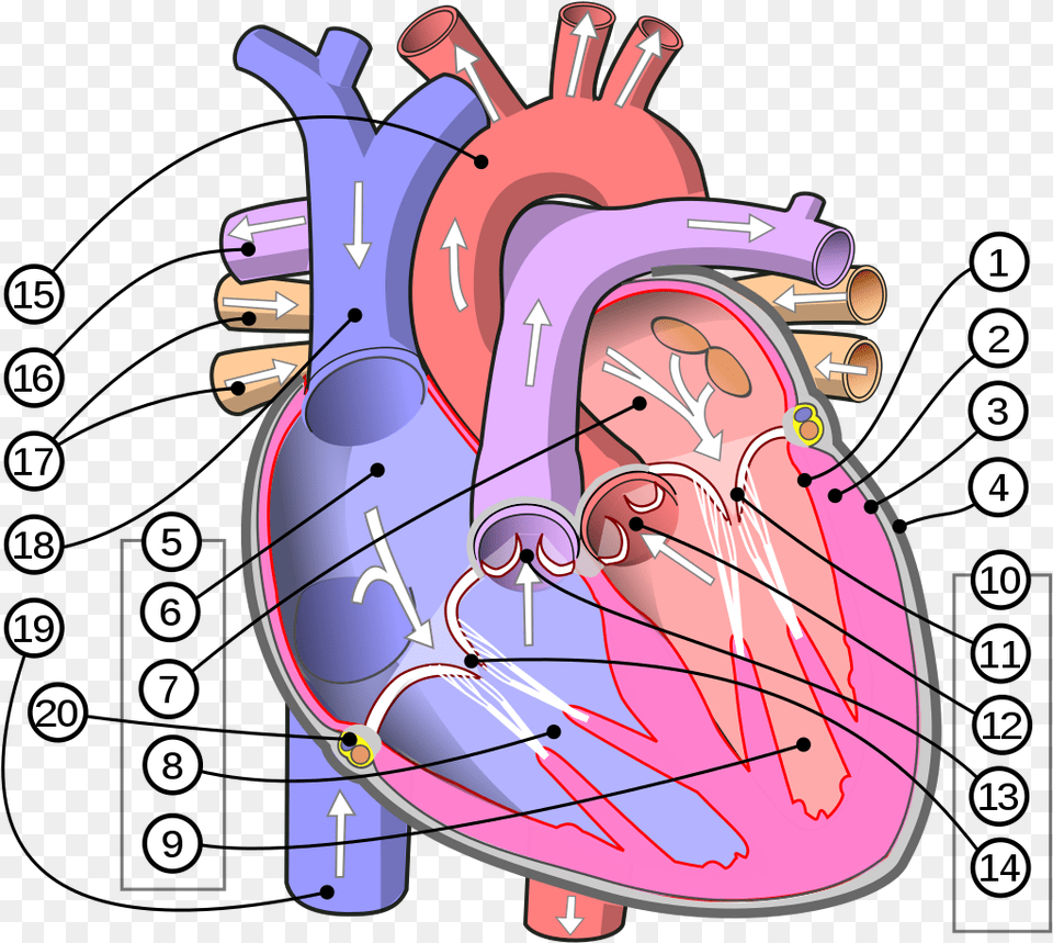 Filediagram Of The Human Heart Multilingual 2svg Human Circulatory System Heart, Dynamite, Weapon Png Image