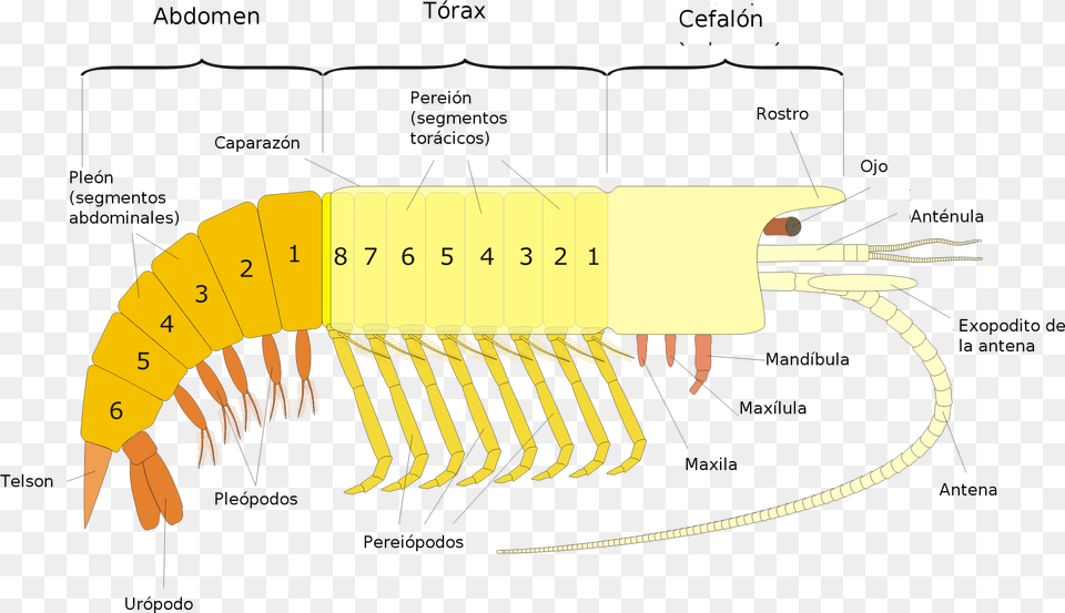 Filegeneral Malacostracan Espng Wikimedia Commons Malacostraci, Animal, Food, Invertebrate, Sea Life Free Png