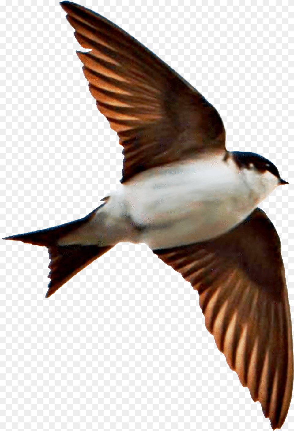 Filehouse Martin Delichon Urbicum Bjasvala European Swallow, Animal, Bird, Flying Png