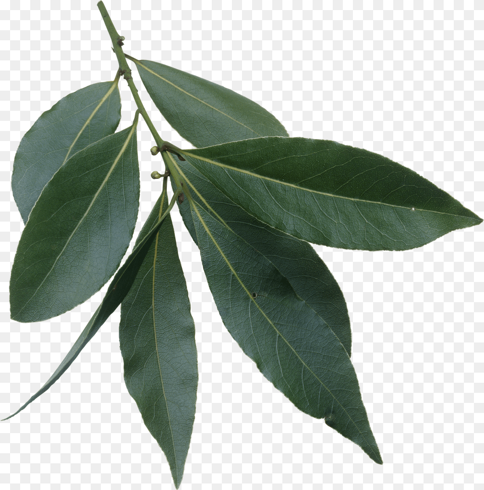 Filelaurus Nobilis Leavespng Wikimedia Commons Evergreen Laurel Tree Leaves Free Transparent Png
