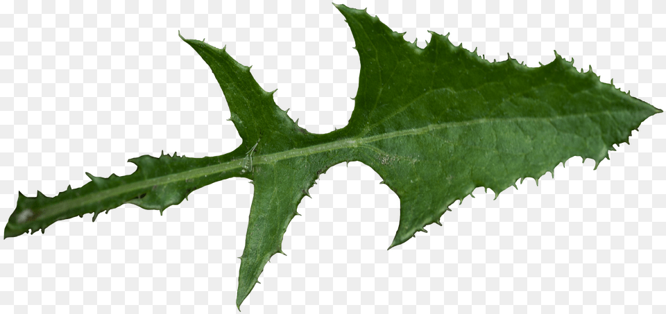 Fileleaf Of Sonchus Oleraceuspng Wikimedia Commons Agave Png Image