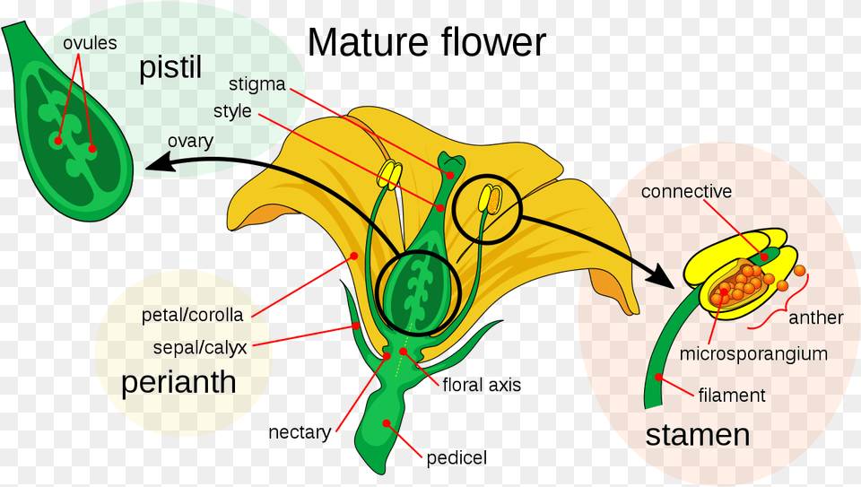 Filemature Flower Diagramsvg Wikimedia Commons Pollen Grain Of A Flower, Animal, Bee, Insect, Invertebrate Free Png Download