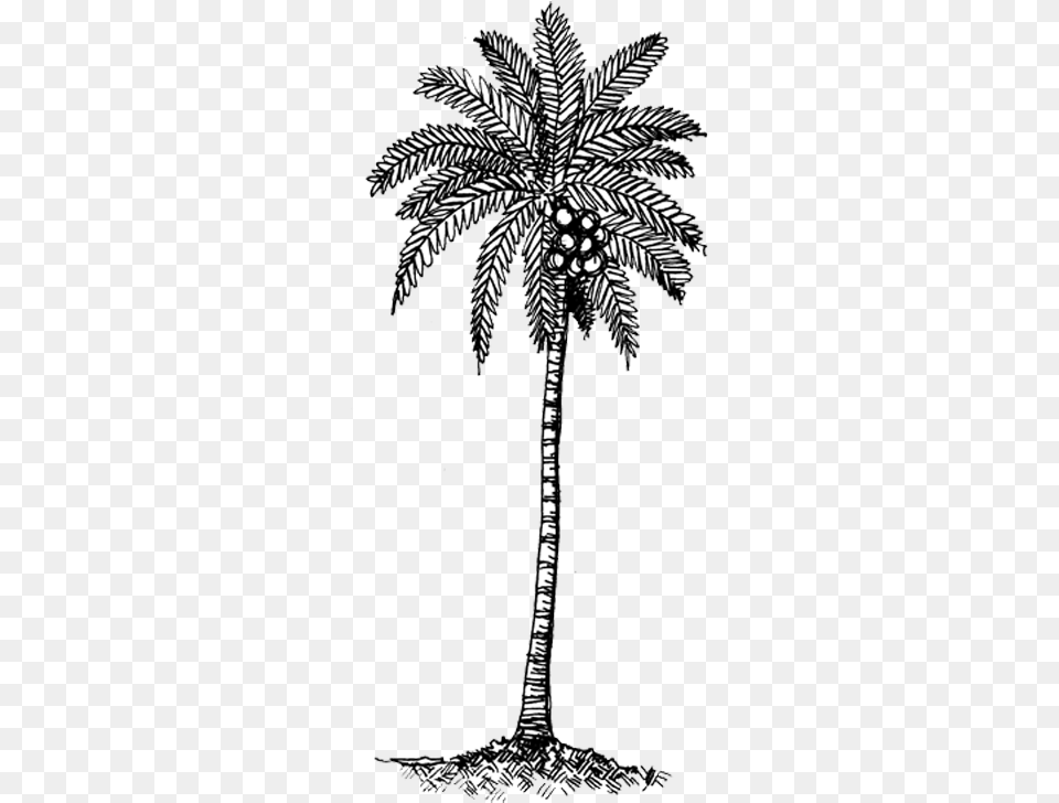 Filename Black Amp White Coconut Tree, Palm Tree, Plant, Art, Drawing Free Png Download