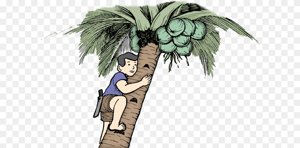 Filename Man On Coconut Tree, Plant, Palm Tree, Person, Baby Free Png Download