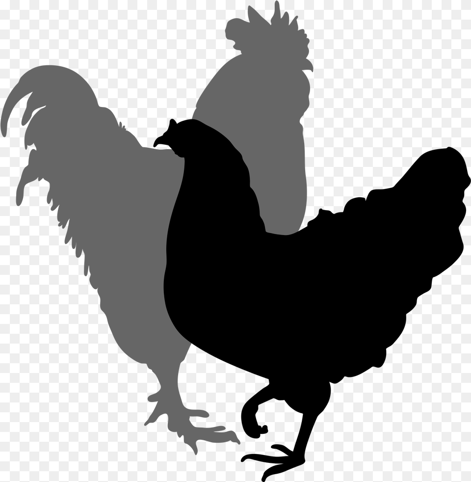 Filerooster And Hen Silhouette Rooster And Hen Silhouette, Animal, Bird, Baby, Person Free Png