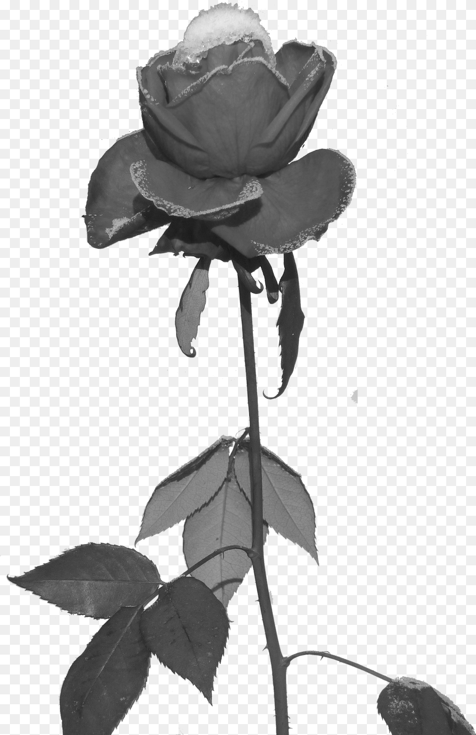 Filerose Und Eis Freigestelltpng Wikimedia Commons Black Rose, Flower, Petal, Plant Free Png