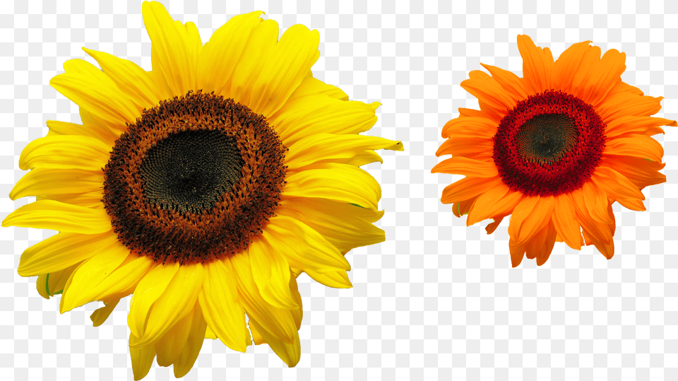 Files Common Sunflower, Flower, Plant Png