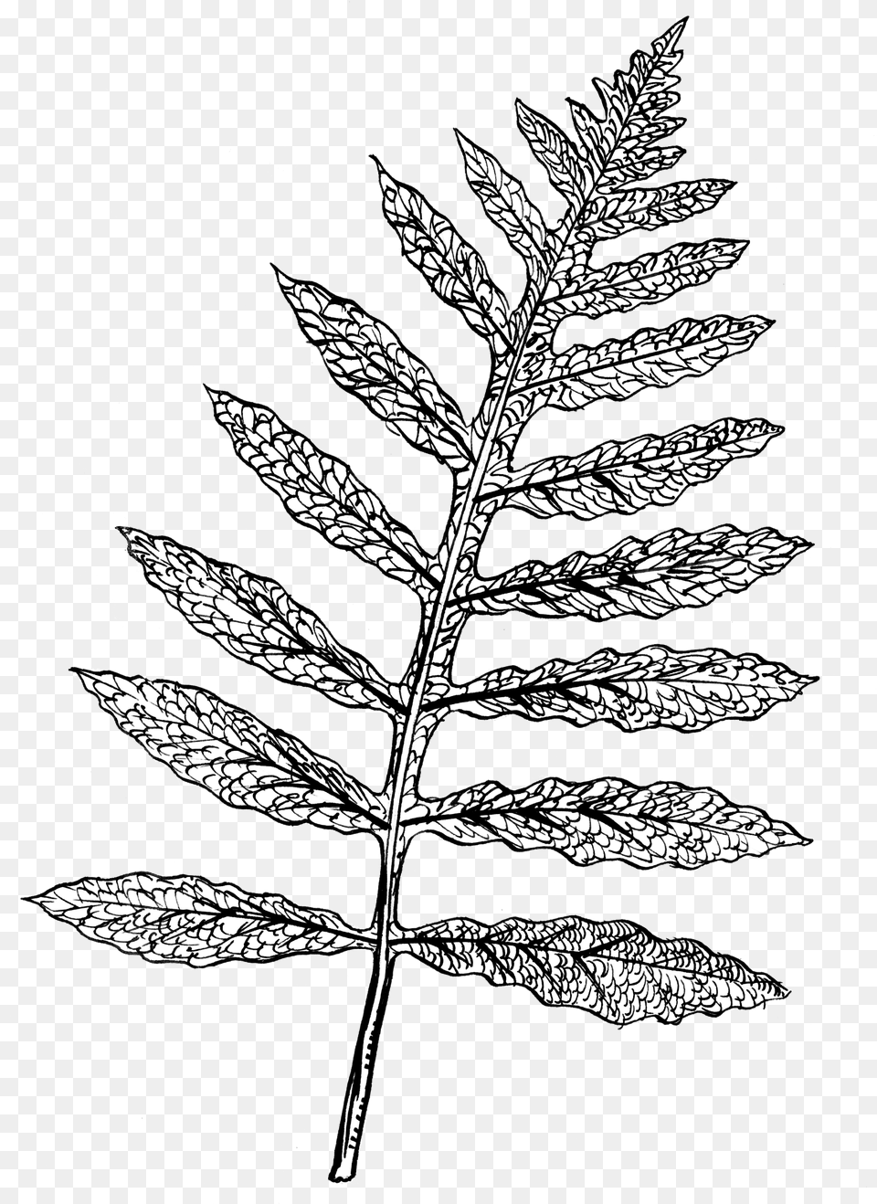 Filesensitive Fern Psfpng Wikimedia Commons Line Drawing Sensitive Fern, Leaf, Plant, Art, Silhouette Png