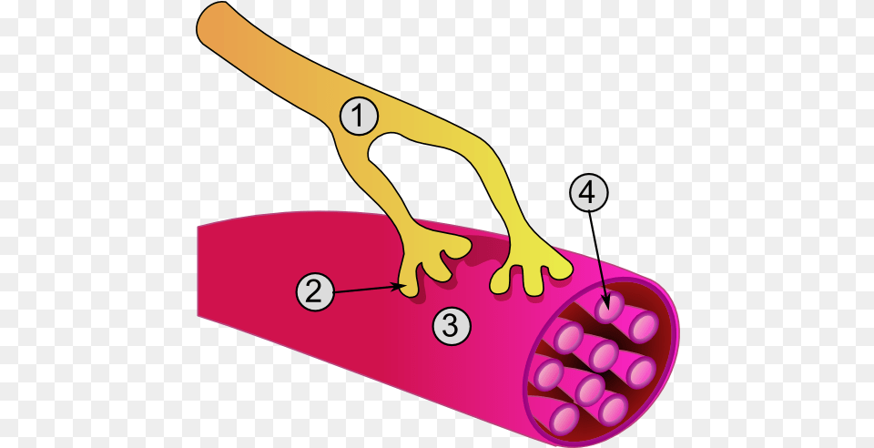Filesynapse Diag3png Wikidoc Jonction Neuromusculaire, Smoke Pipe Free Transparent Png