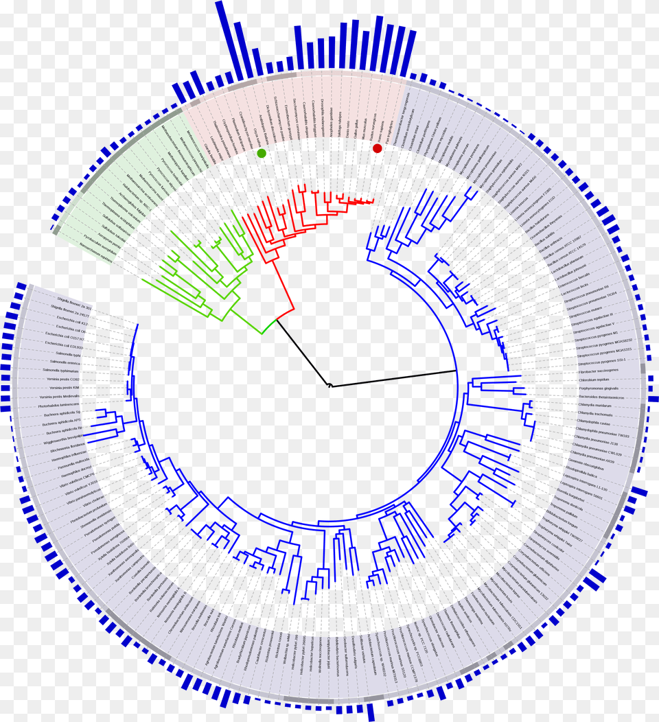 Filetree Of Life With Genome Sizesvg Wikipedia Tree Of Life With Genome Free Png Download