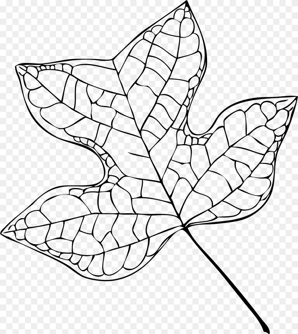 Filetulip Tree Leaf Vector Tulip Tree Leaf Drawing, Gray Png Image