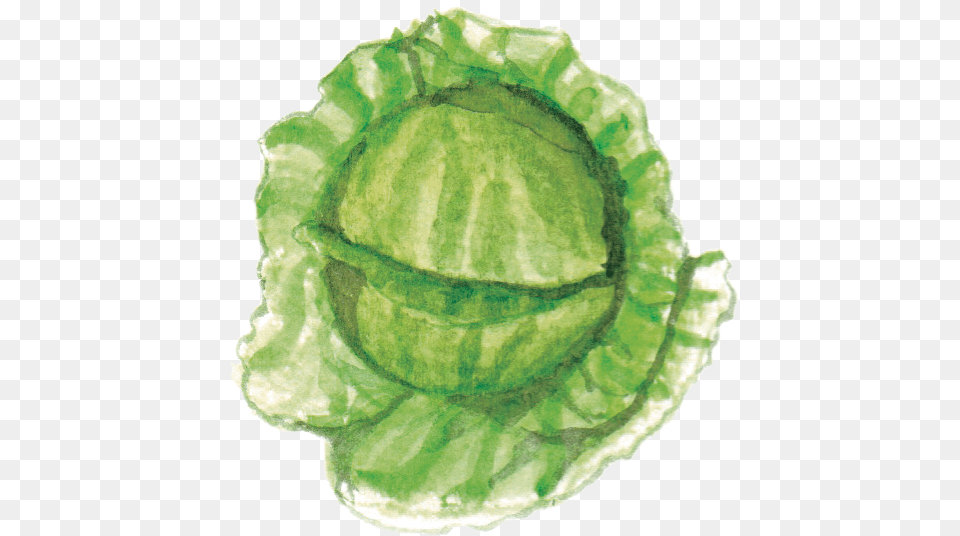 Filewildcabbagepng Wikimedia Commons Child Art, Food, Leafy Green Vegetable, Plant, Produce Free Png