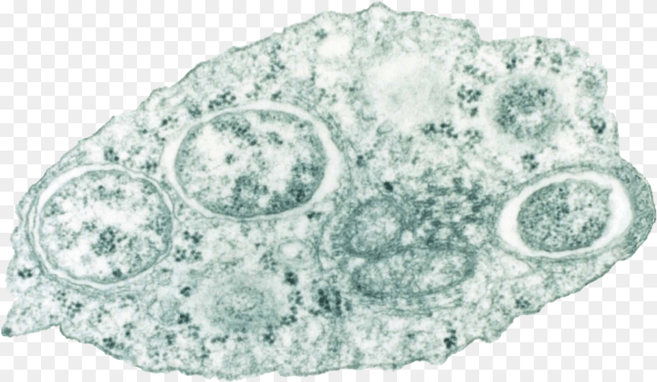 Filewolbachiapng Wikimedia Commons Wolbachia Bacteria, Accessories, Gemstone, Jewelry, Ornament Png