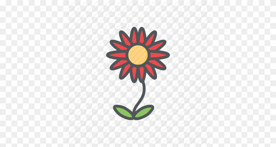 Filled Flower Flowers Outline Spring Summer Icon, Daisy, Plant, Petal Png