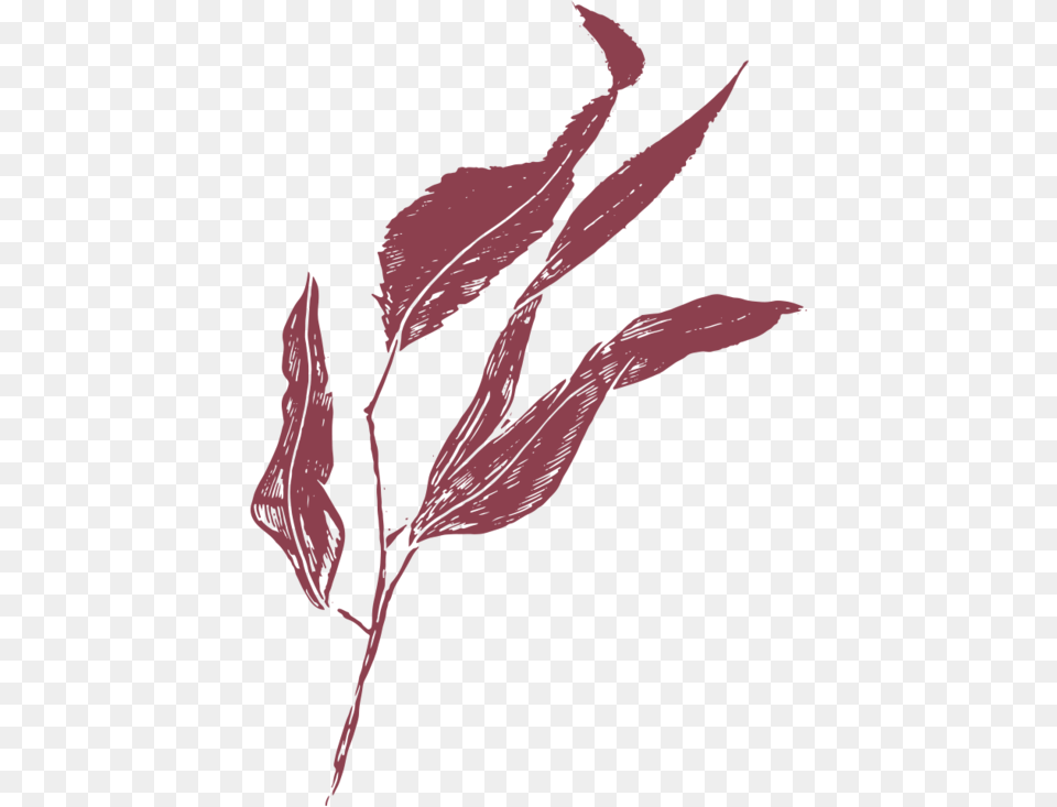 Film And Foliage Gumleaf Burgandy Illustration, Leaf, Plant, Person, Art Free Png Download