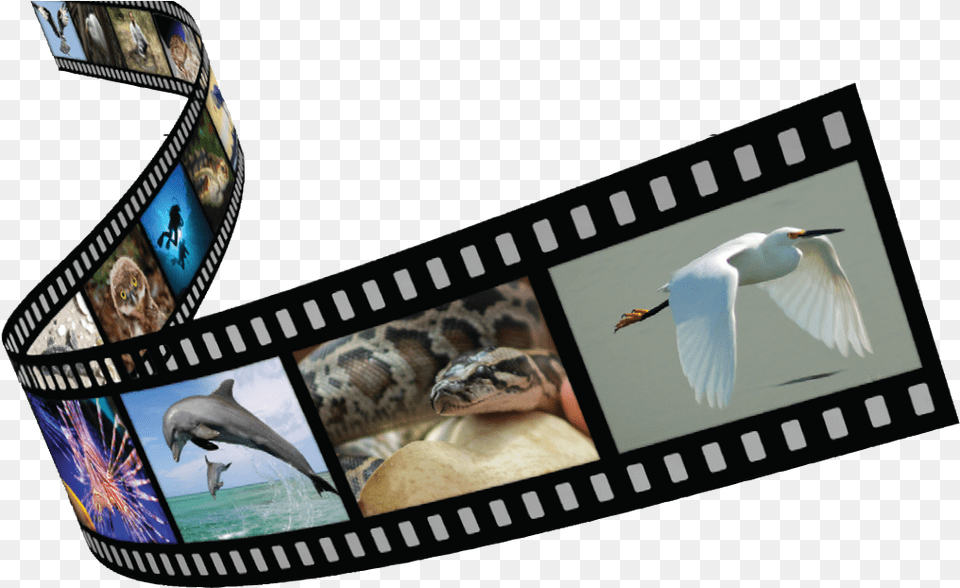 Film Strip Laughing Kookaburra, Animal, Bird, Art, Collage Free Transparent Png
