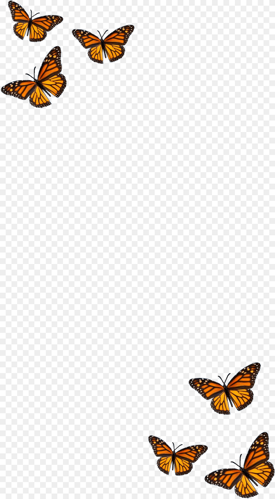 Filter Butterfly Orange Black Aesthetic Monarch Butterfly, Animal, Insect, Invertebrate Free Png Download